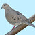 Mourning Dove